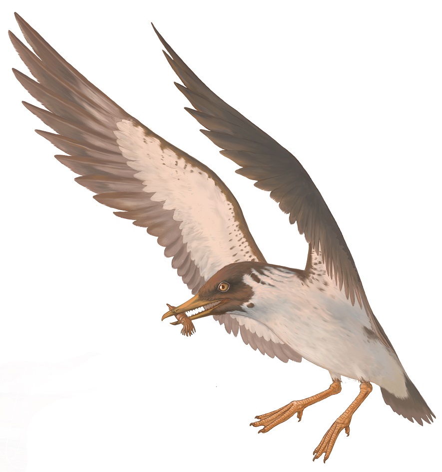 Drawing of toothed bird with large wings