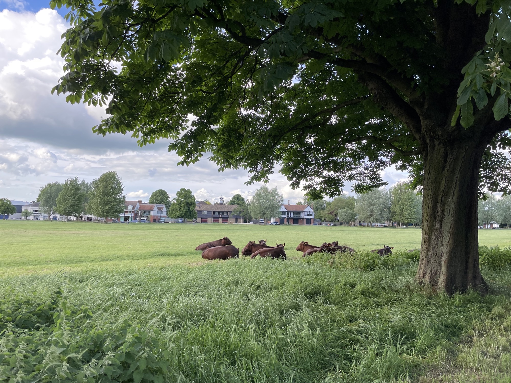 Some brown cows lying under a tree, with boathouses in the background