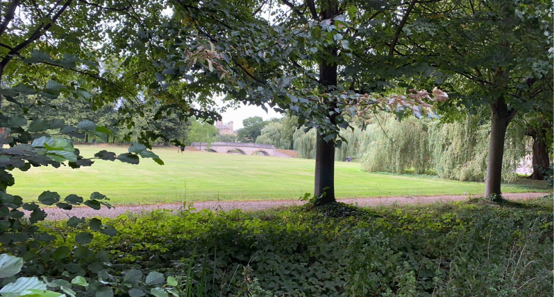 A field viewed through some trees