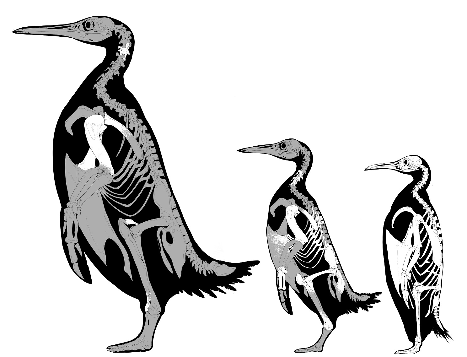 Diagrams of 3 penguin skeletons in decreasing size