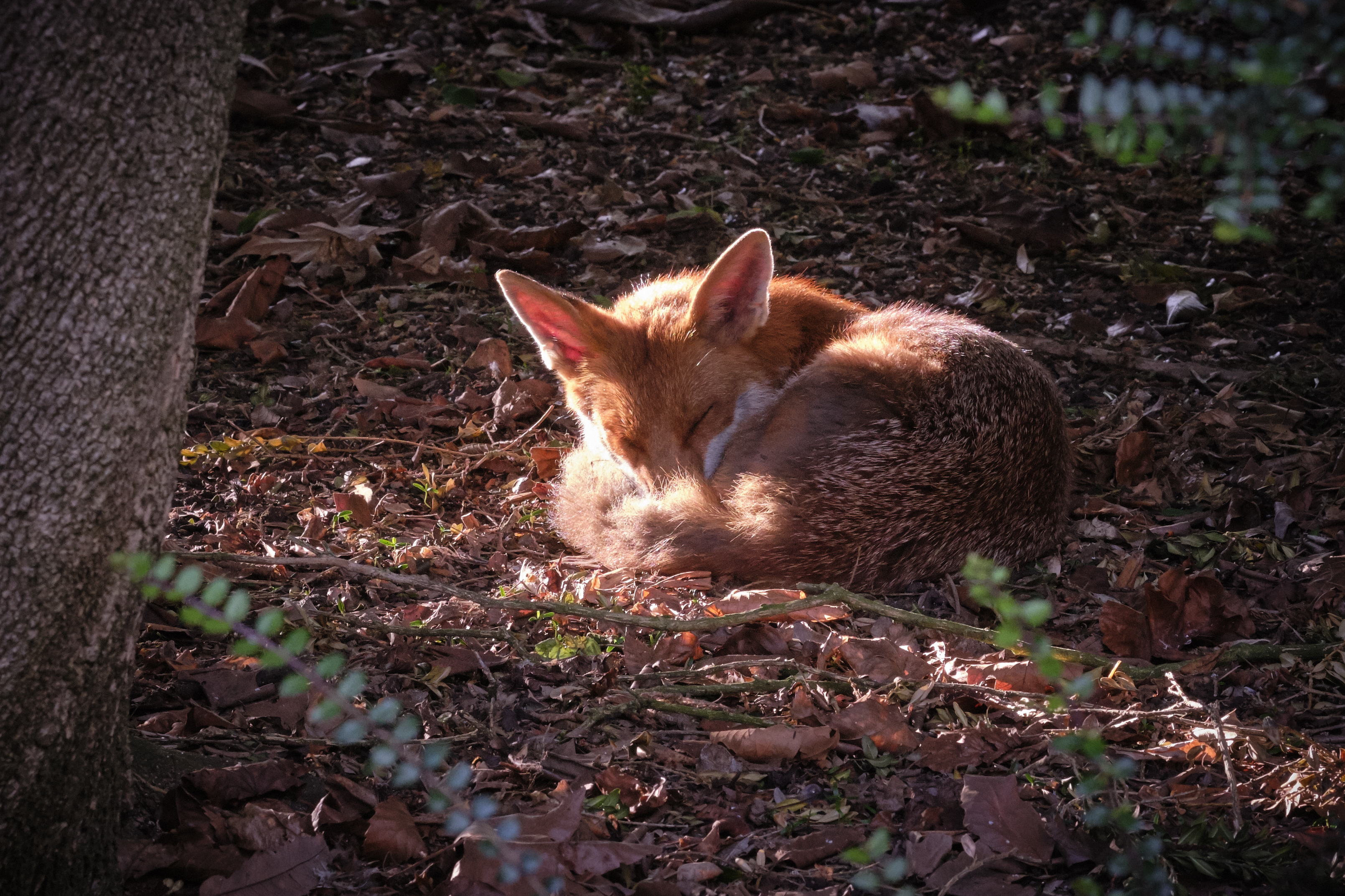 Fow curled up in the leaves