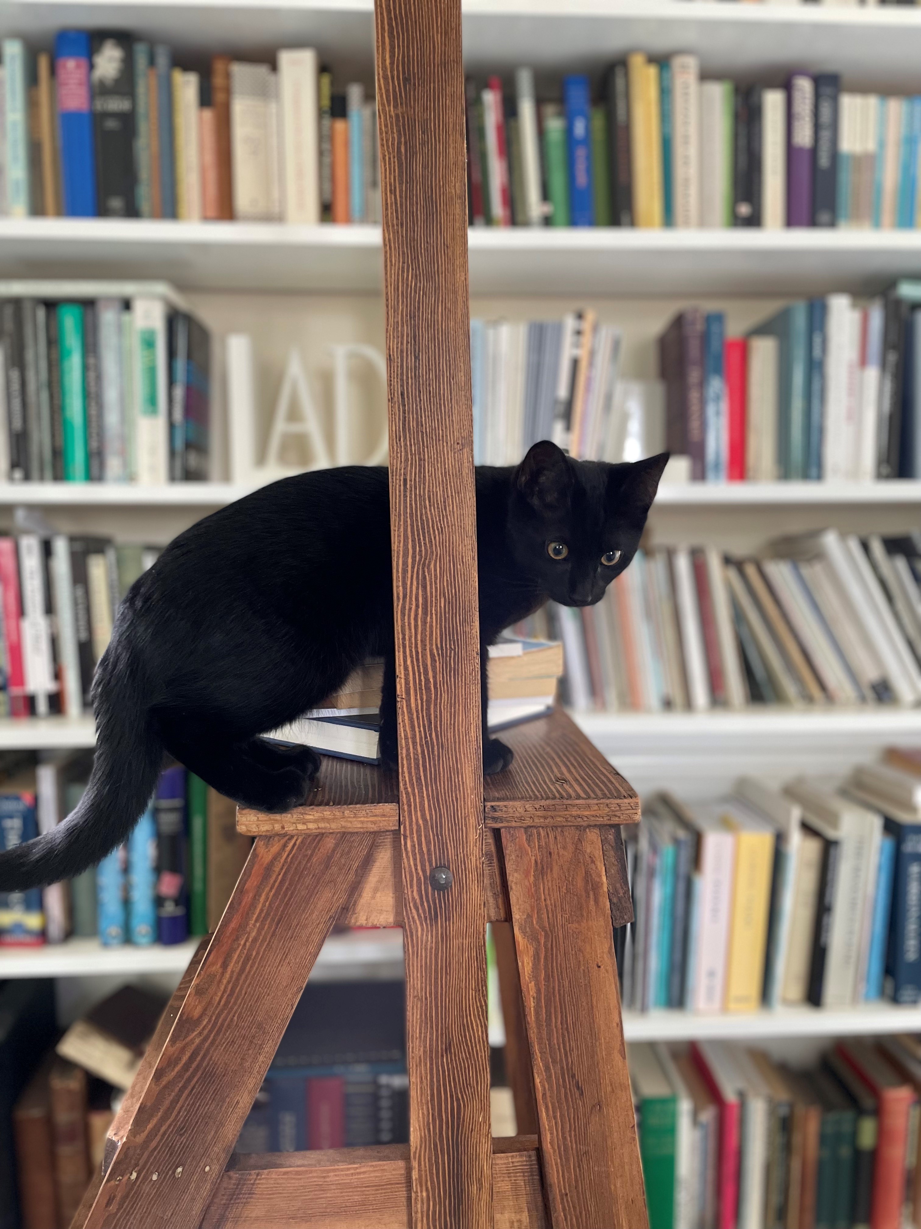 Cat on ladder in front of book shelves