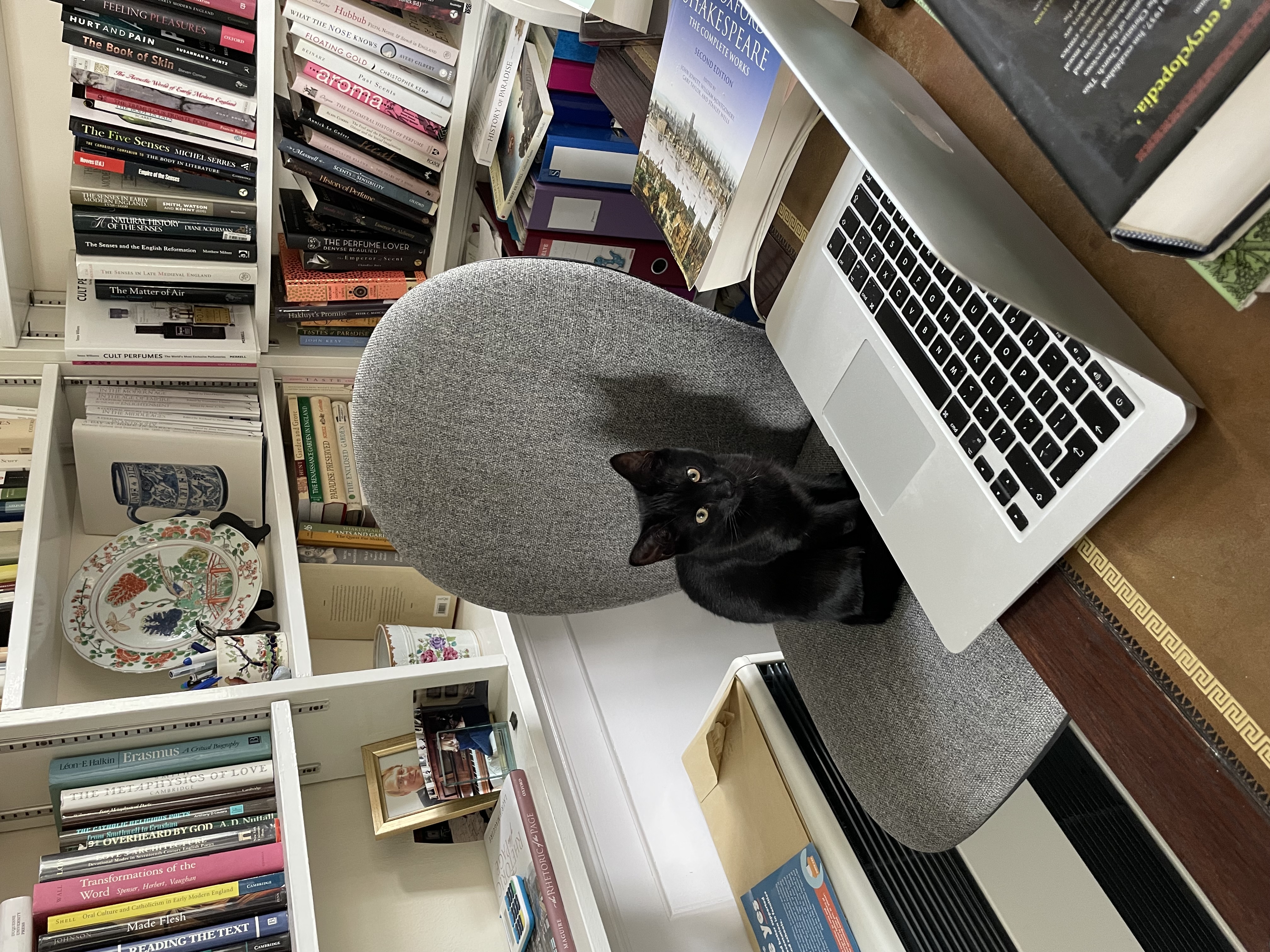 Cat on chair in office