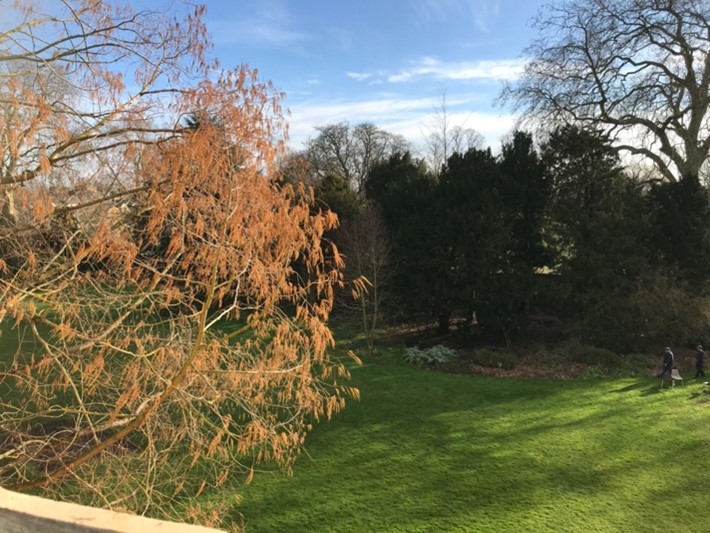 View from Blyth of the Fellow's garden: a lawn with some trees around