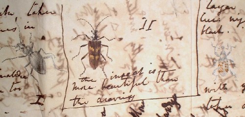 beetle detail