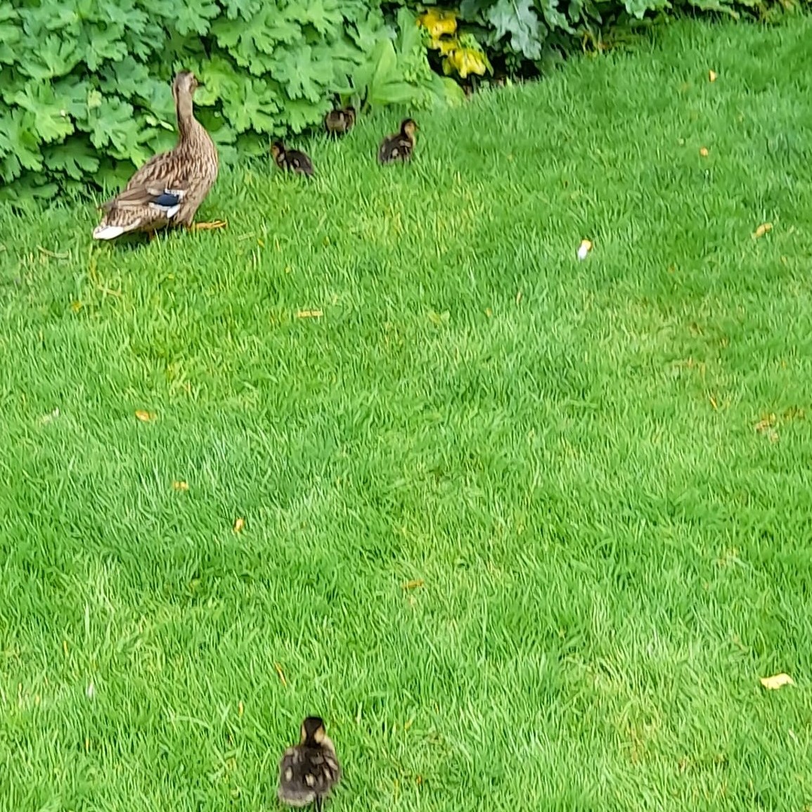 Duck and ducklings