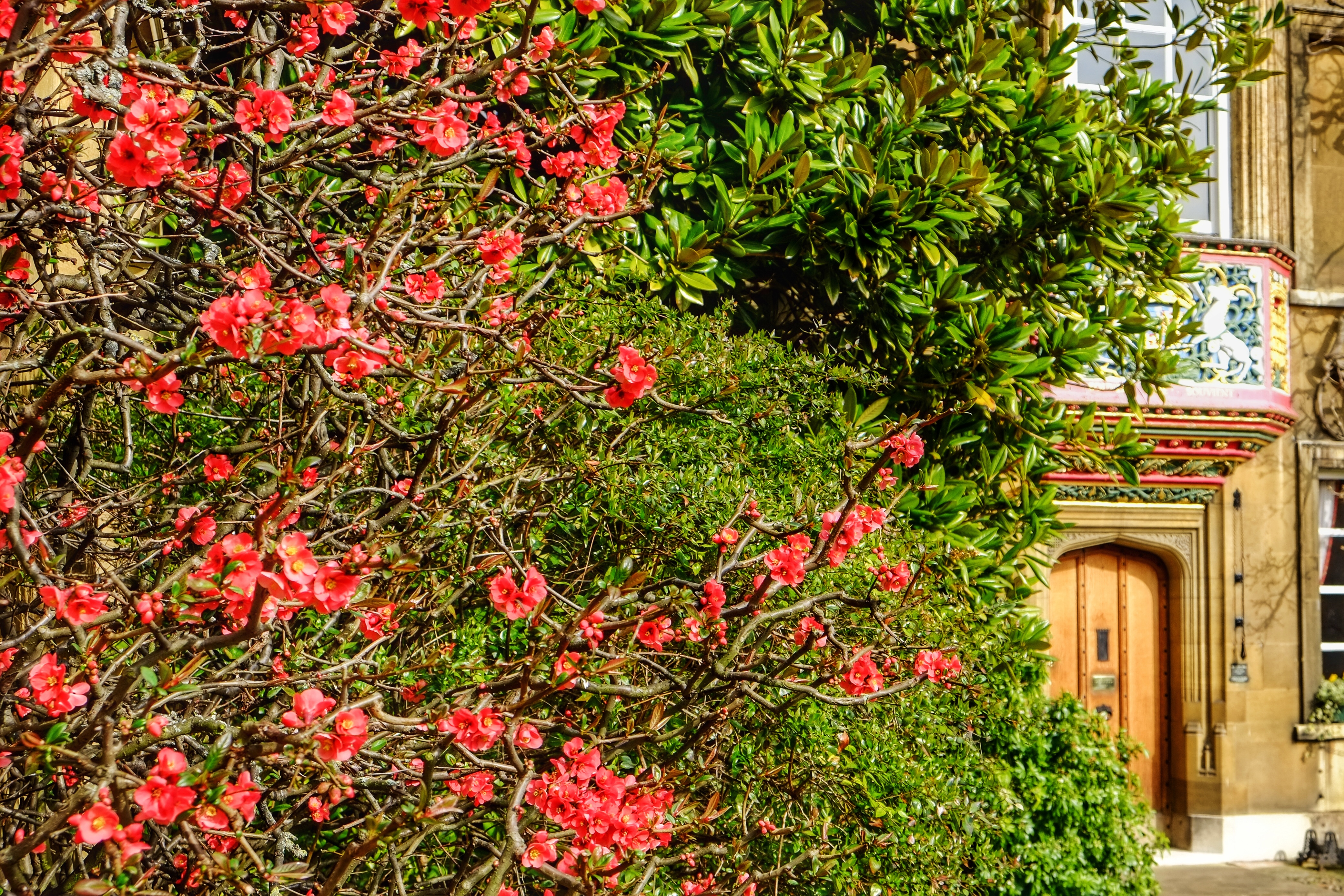 Flowers in first court