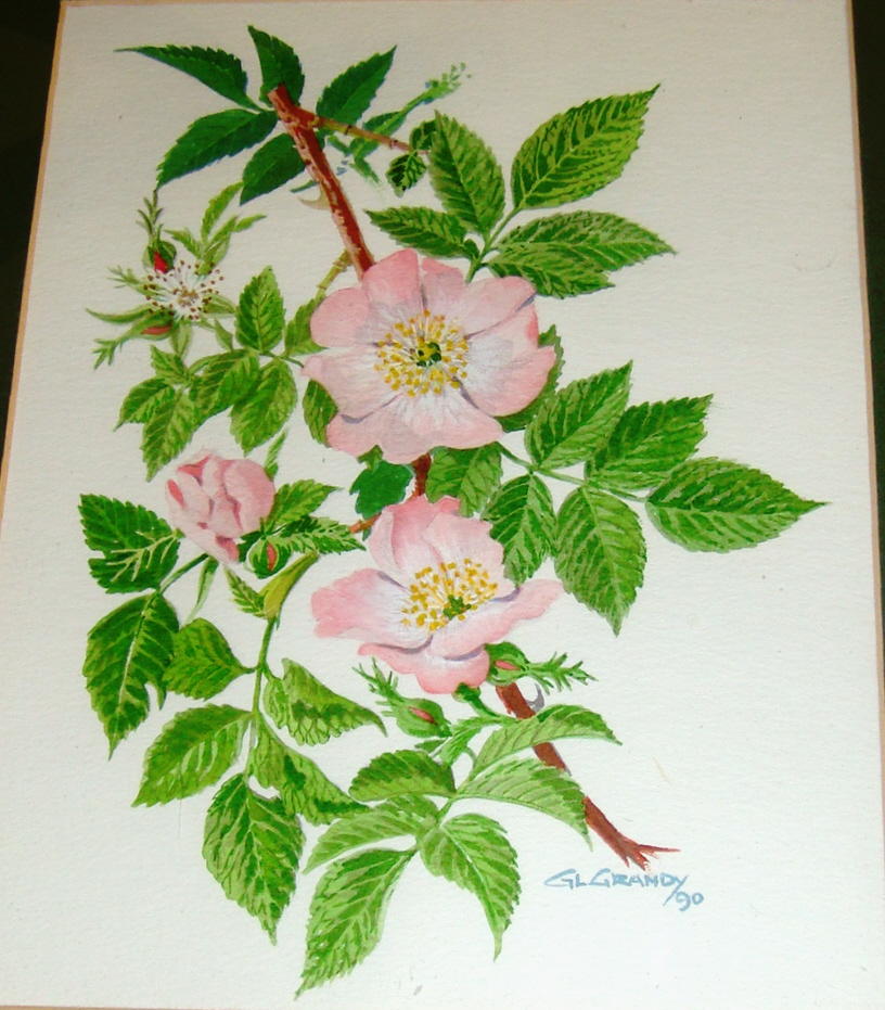 wild roses