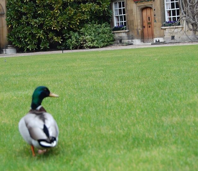 duck in first court