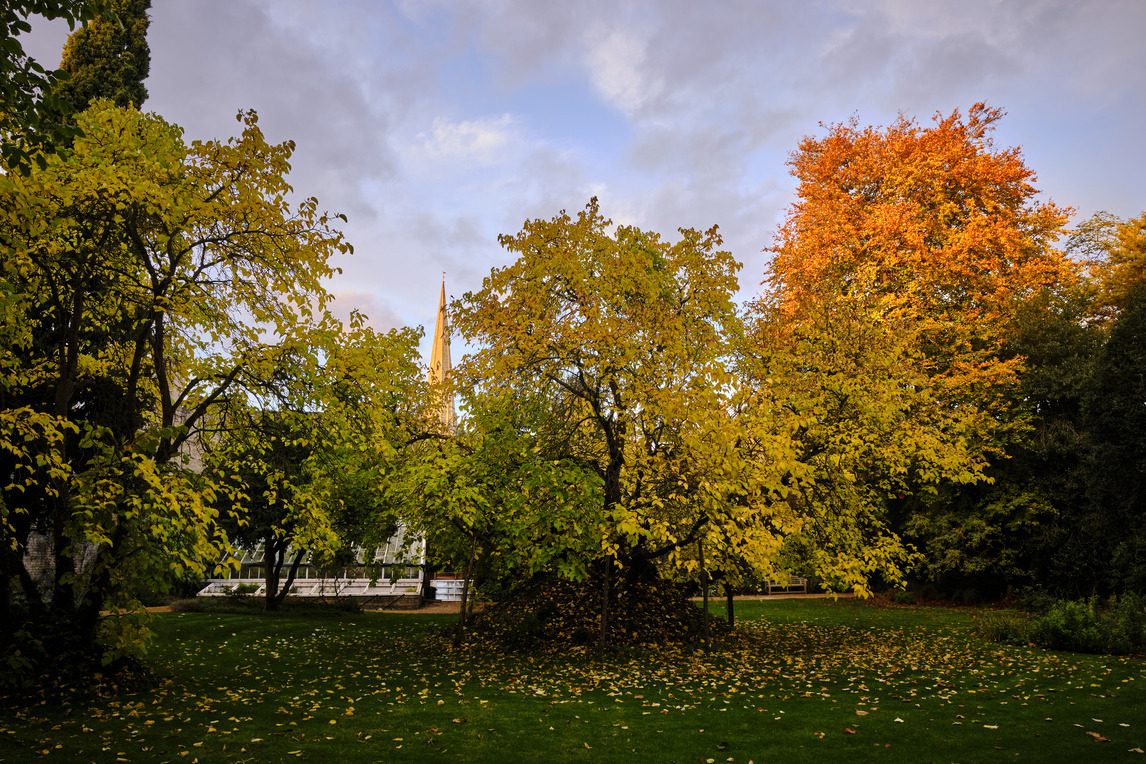 Christ's College, Cambridge Fellows Garden