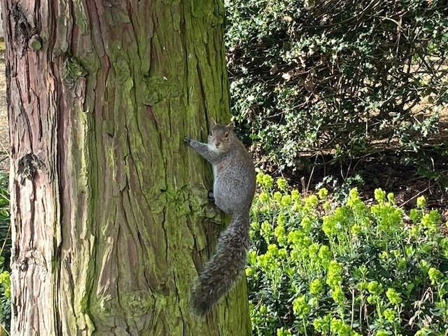 Squirrel on tree