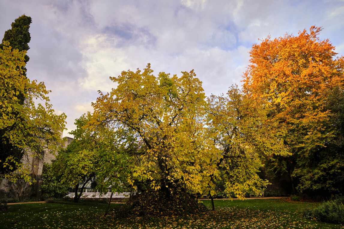 Mulberry Tree