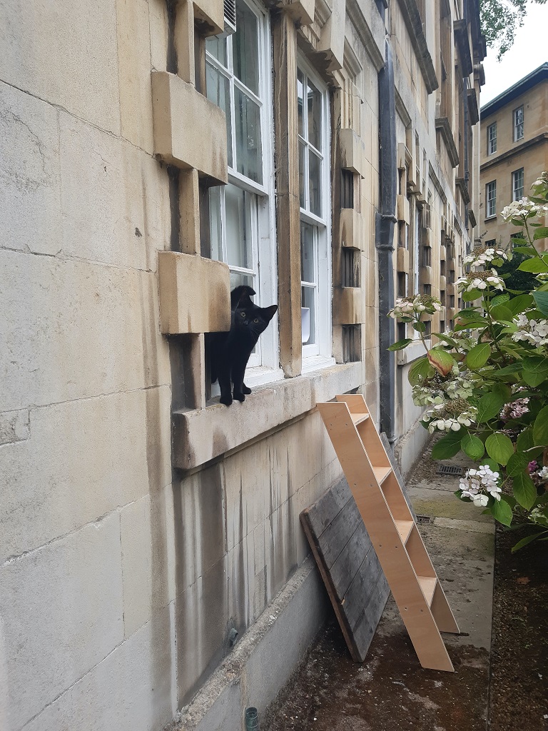 Cat at an open window with a ladder to it