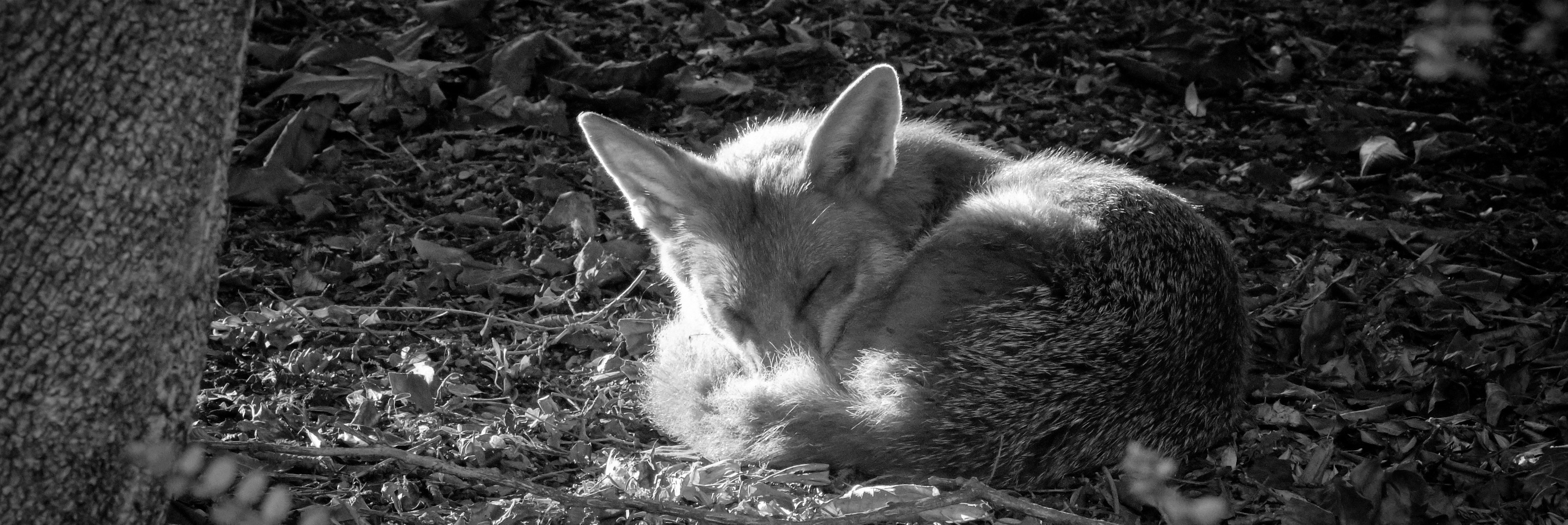 fox