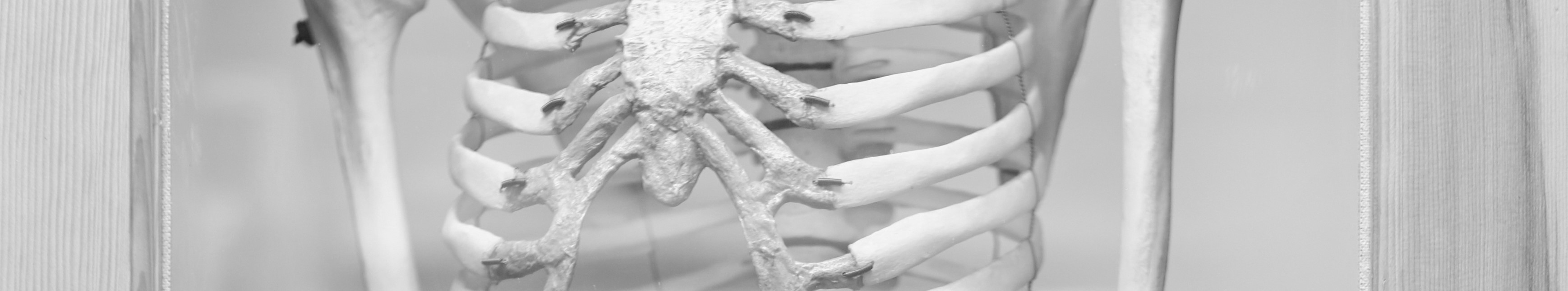 Skeleton