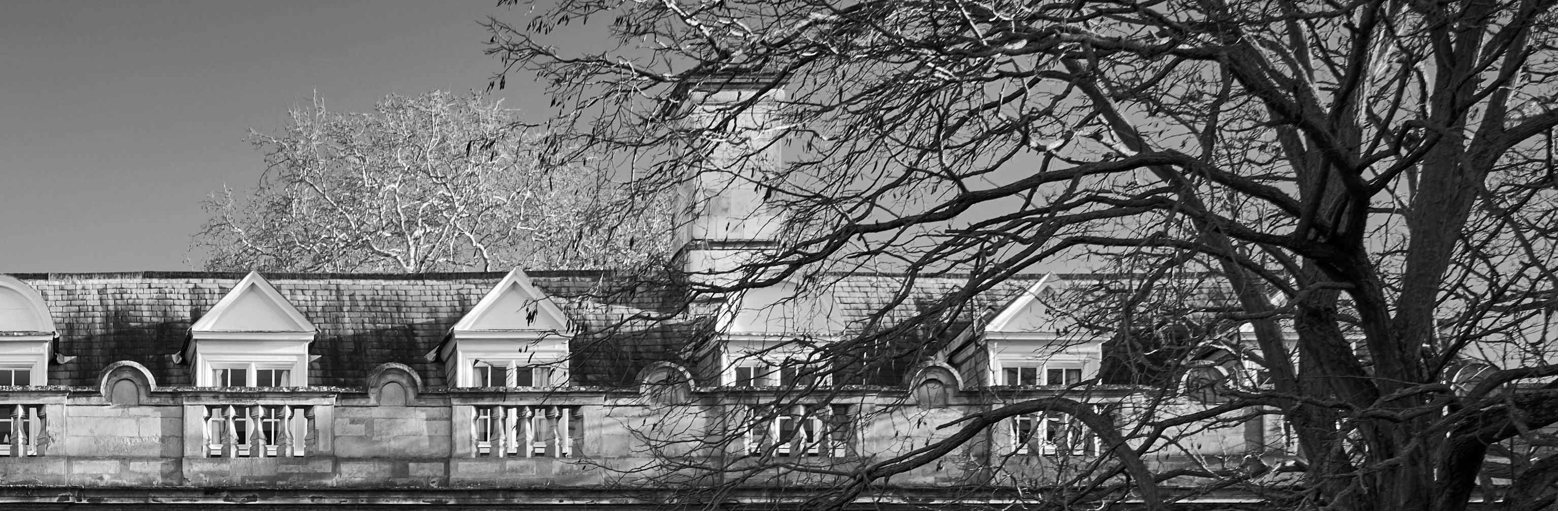 Fellows' Building and tree