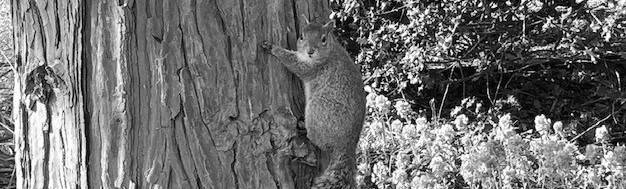 Squirrel on a tree