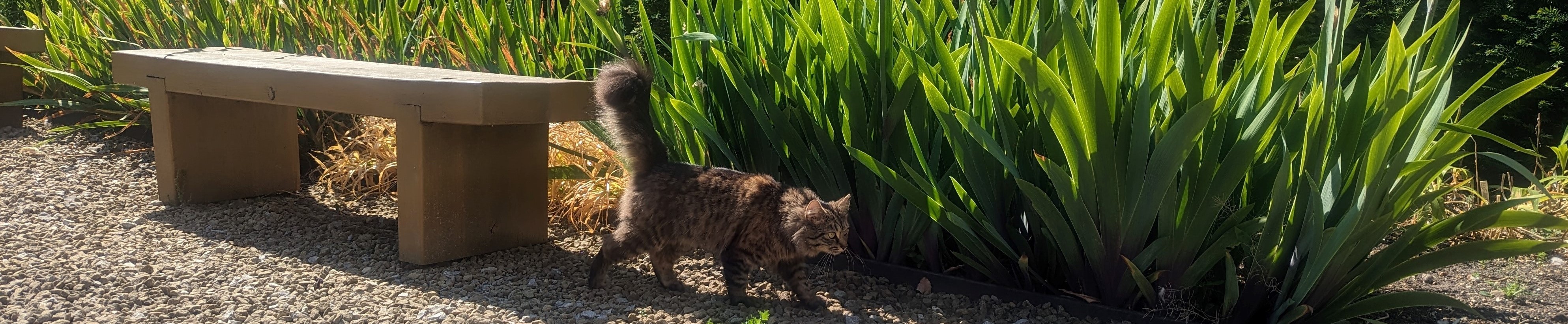 Finch walking past plants