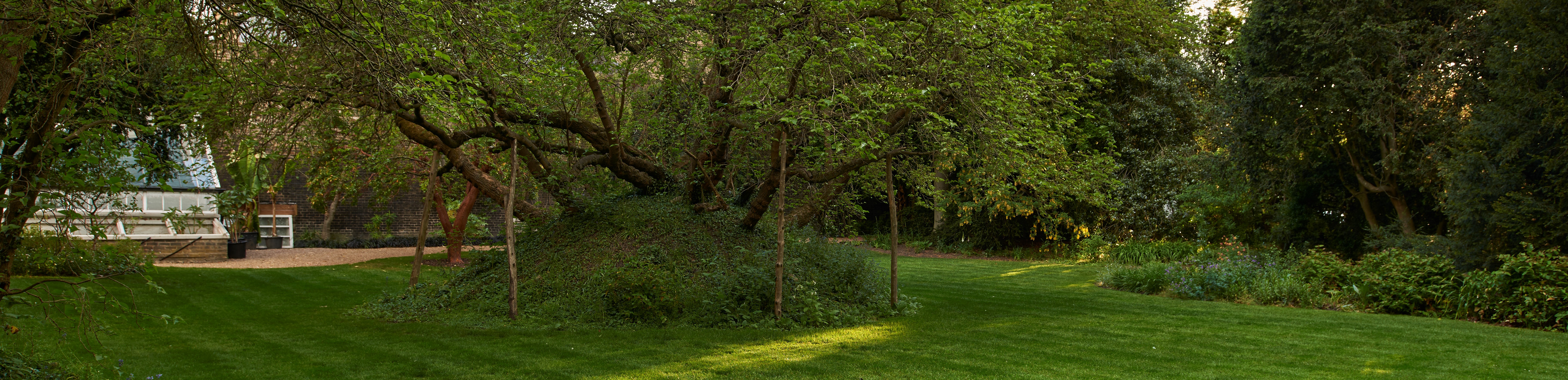 Milton's Mulberry tree