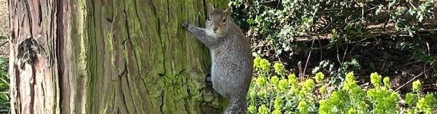 Squirrel