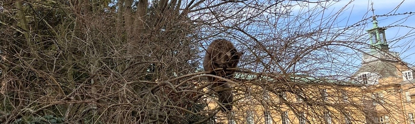 Finch in tree