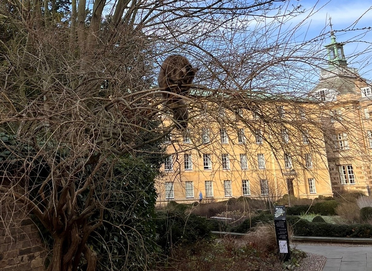 Cat in Tree