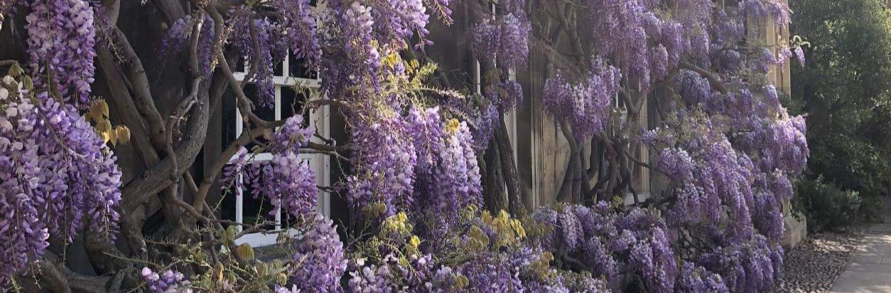 wisteria 