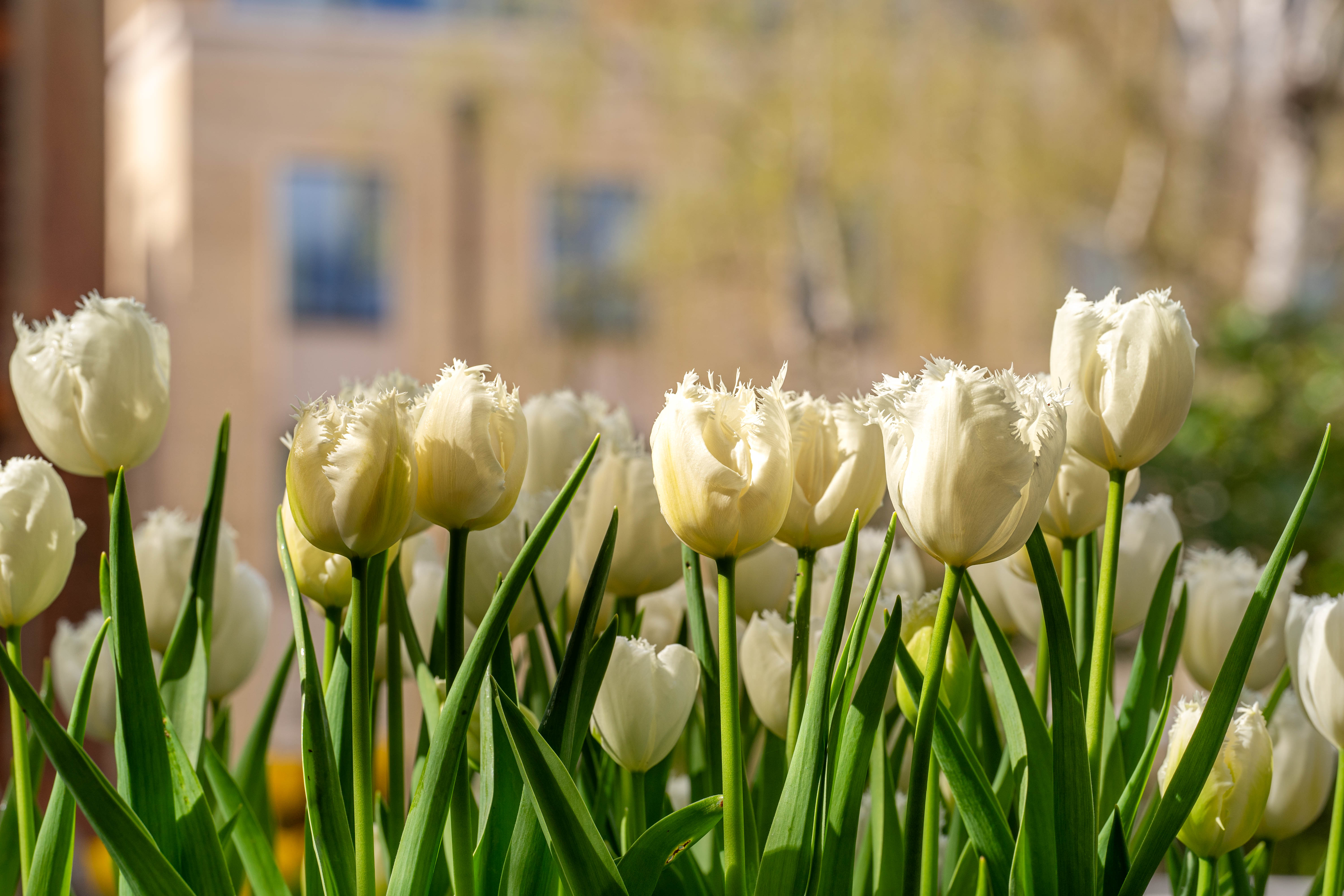 Tulips