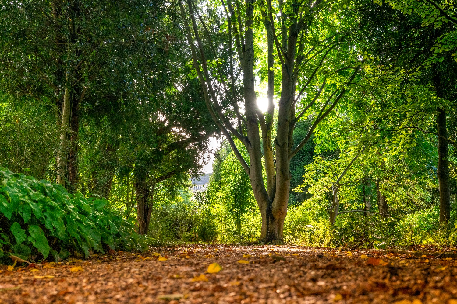 Autumn leaves on ground with tree in the background