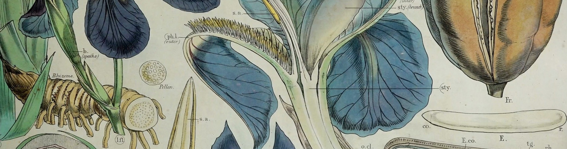 Botanical drawings