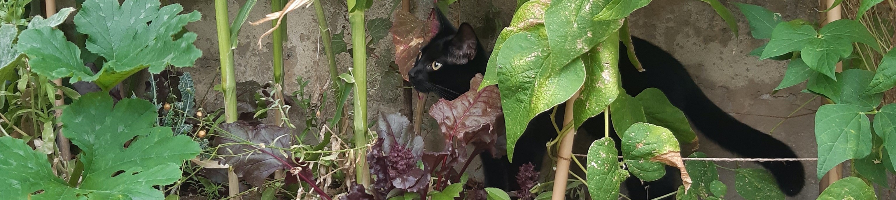 Baines (College cat)