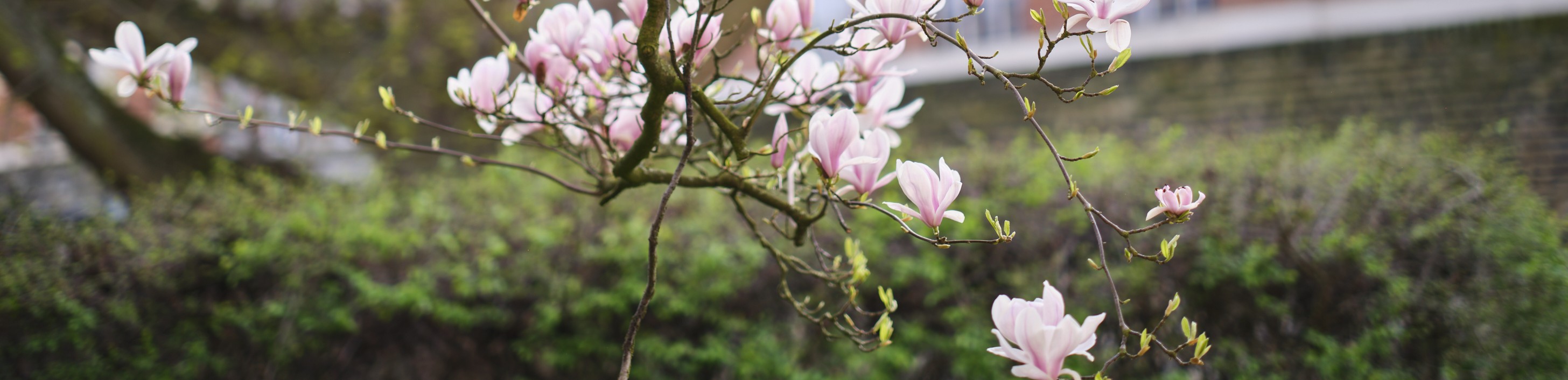 Magnolia in Christ's College