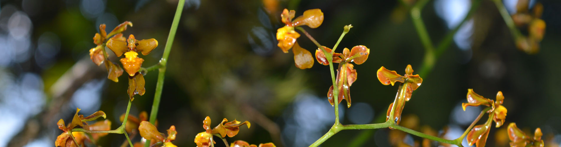 Detail of orchids
