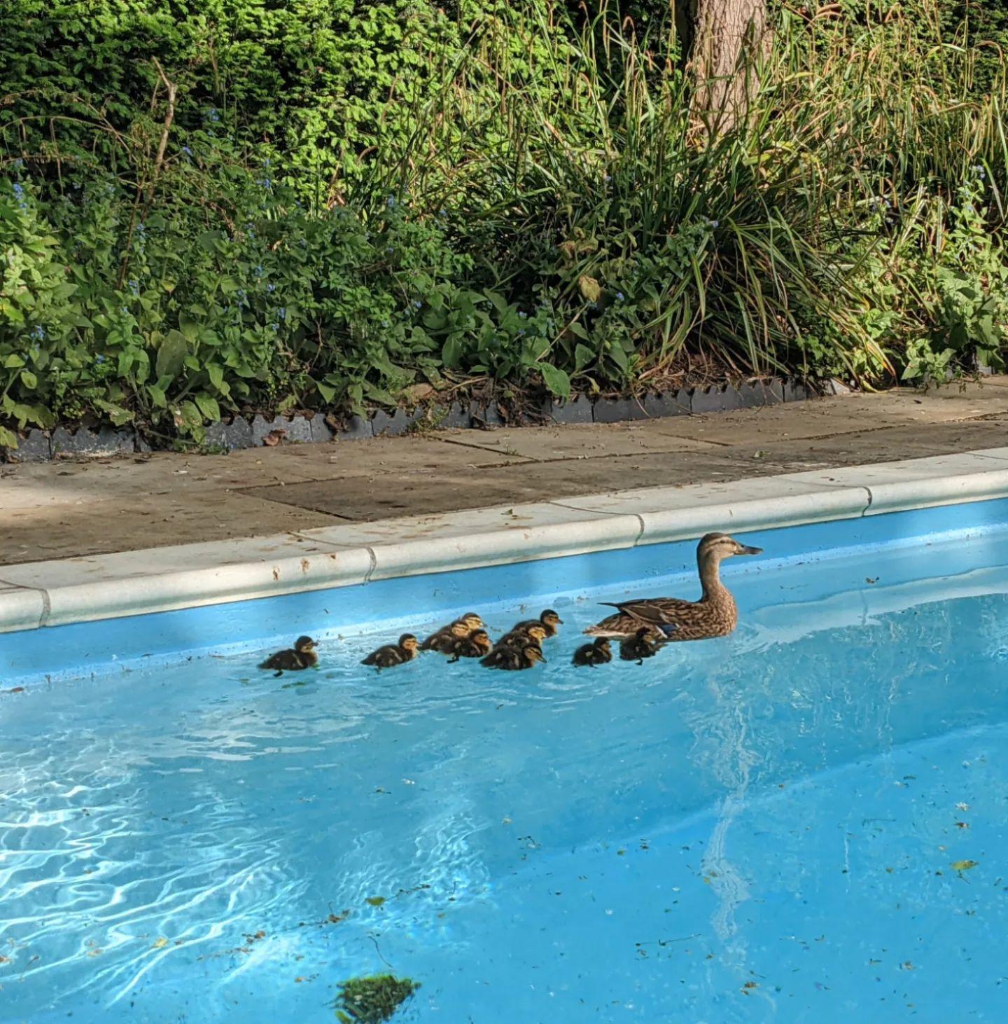 Ducks on the swimming pool