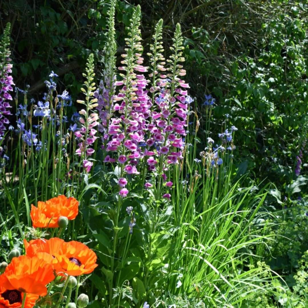 "Flowers in the Fellows' Garden"