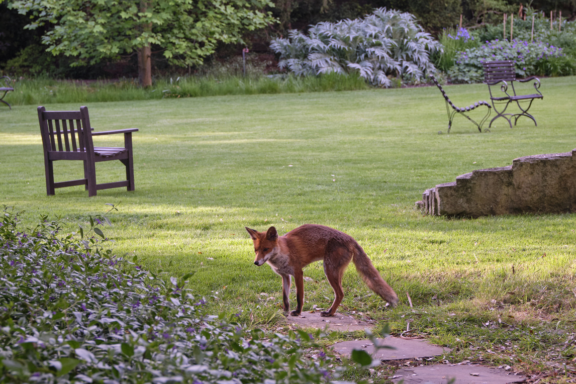 Fox in the Fellows' Garden