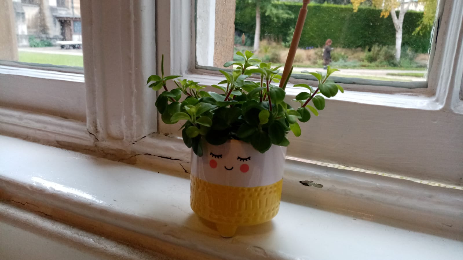 A pot plant with a view behind