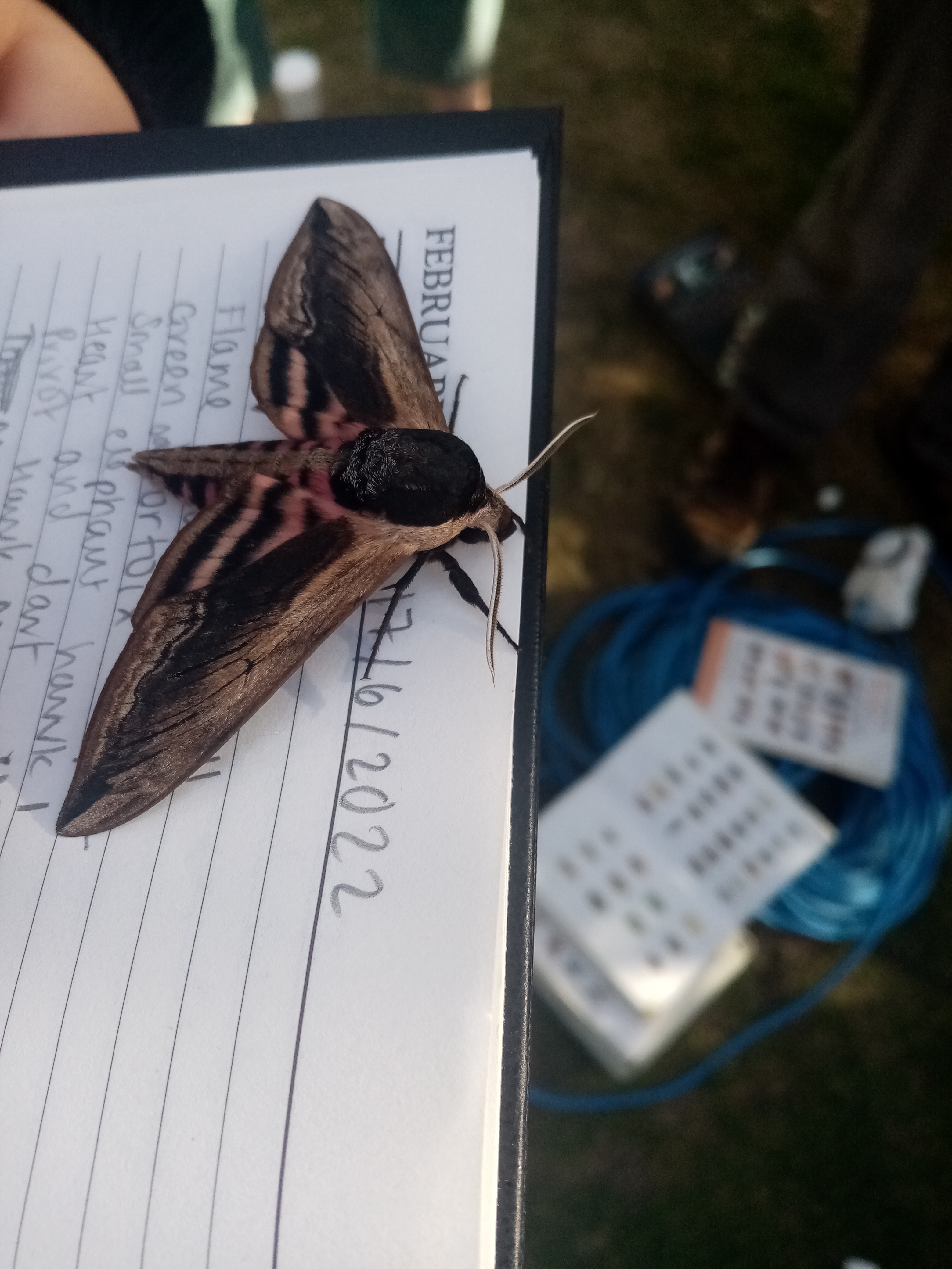 Colourful moth on a notebook