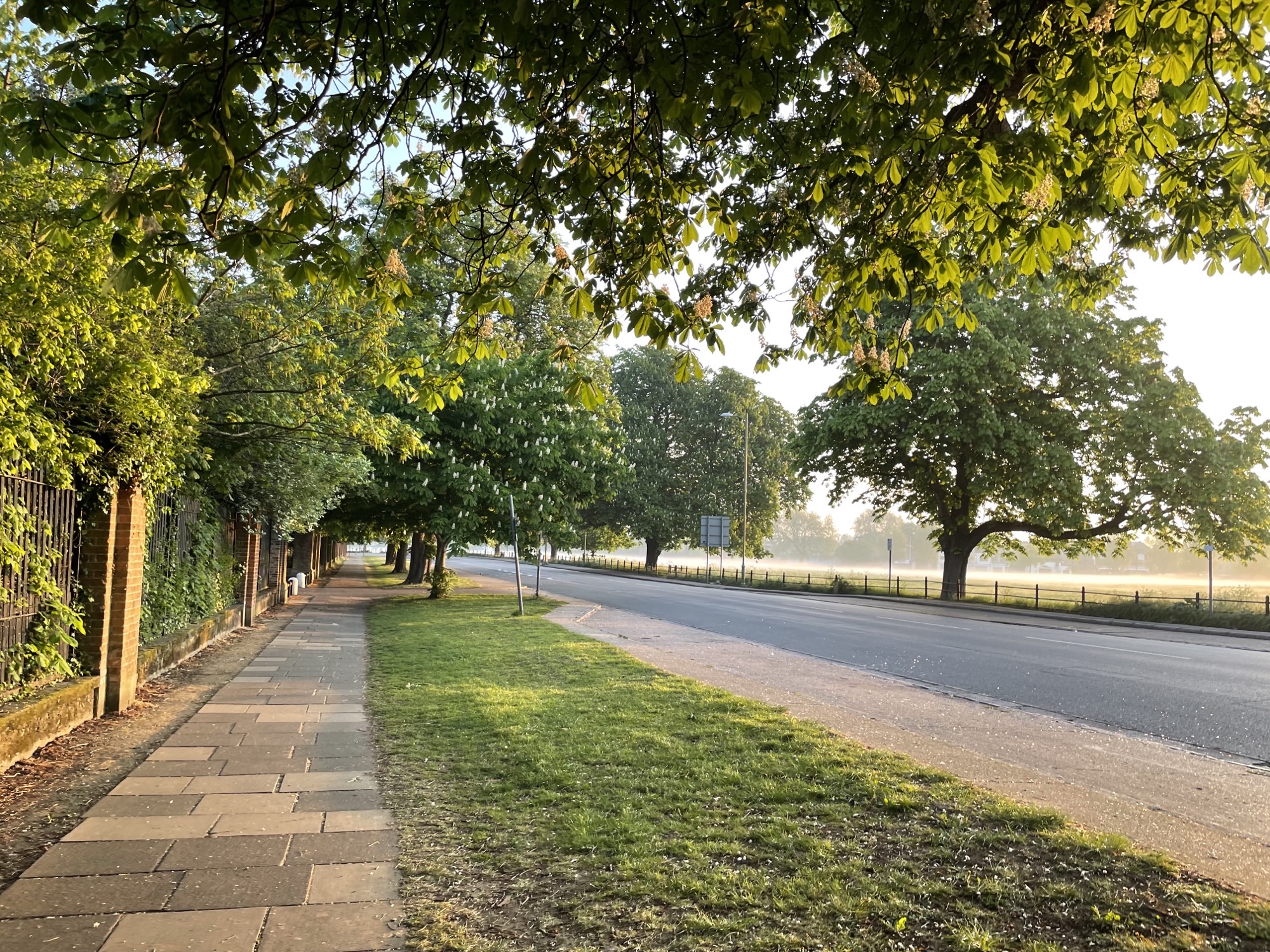 Path with trees overhead, next to a road and a misty field