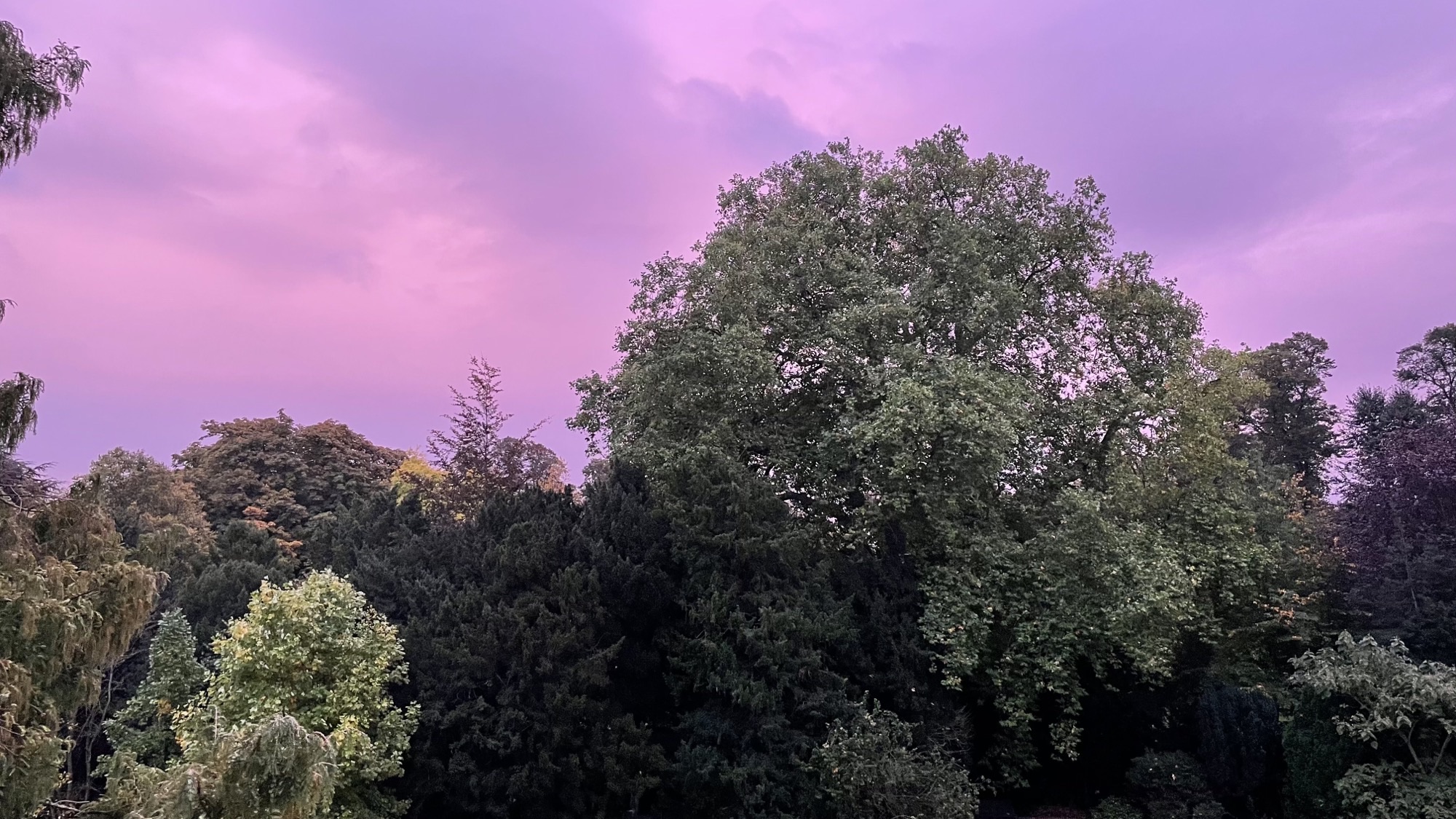 Pink and purple sunset behind trees