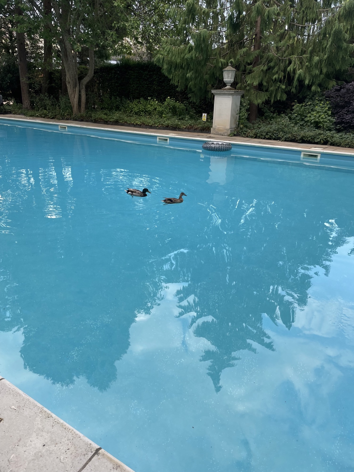 College pool, with two ducks swimming in it and a statue in the background