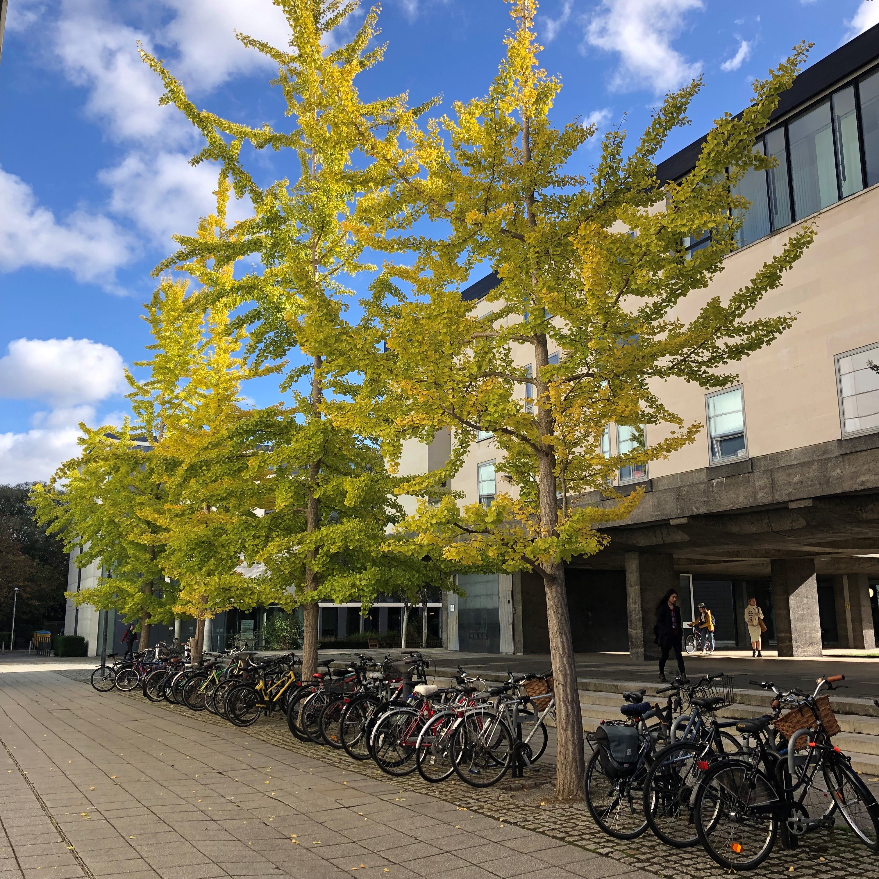 Bike rack at the MML Faculty