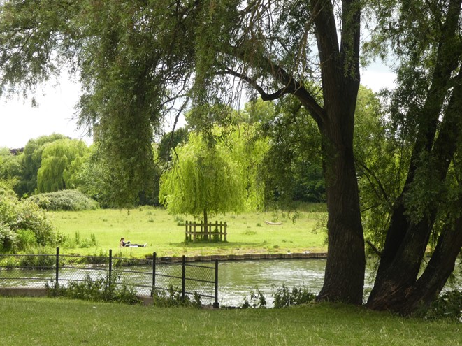 A tree with a river and meadow behind