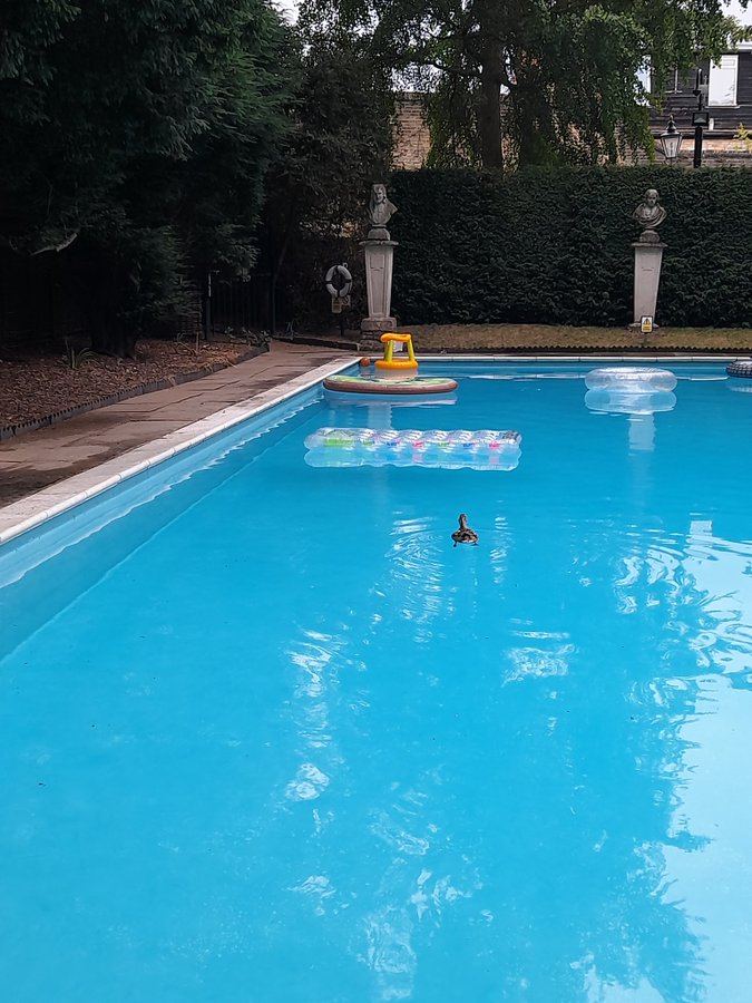 The college pool, with some inflatables and a duck