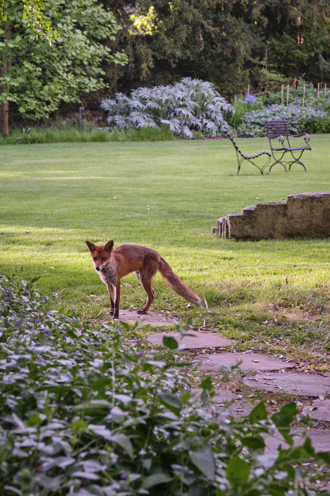 Fox in the Fellows Garden