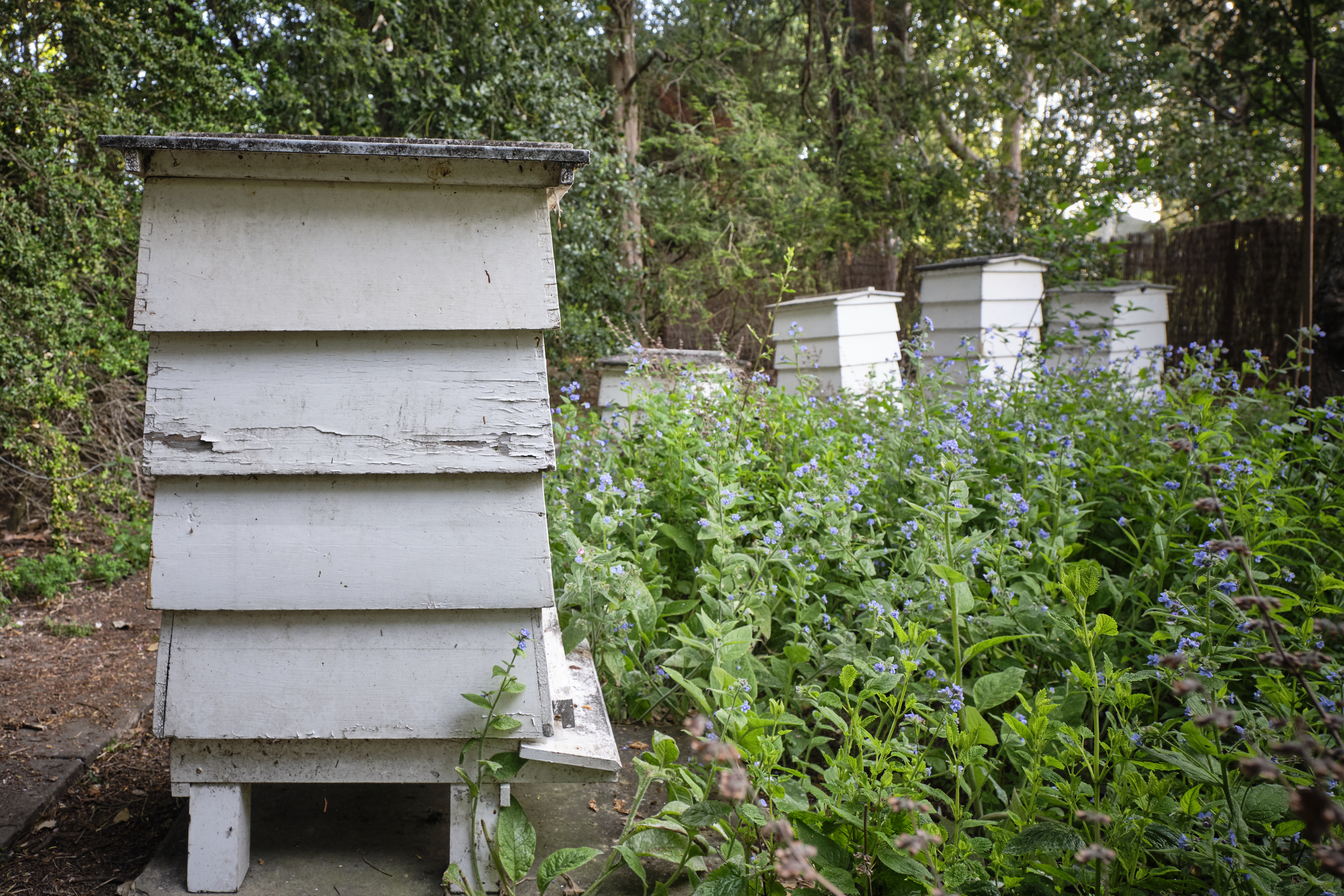Beehives in the Fellows' Garden