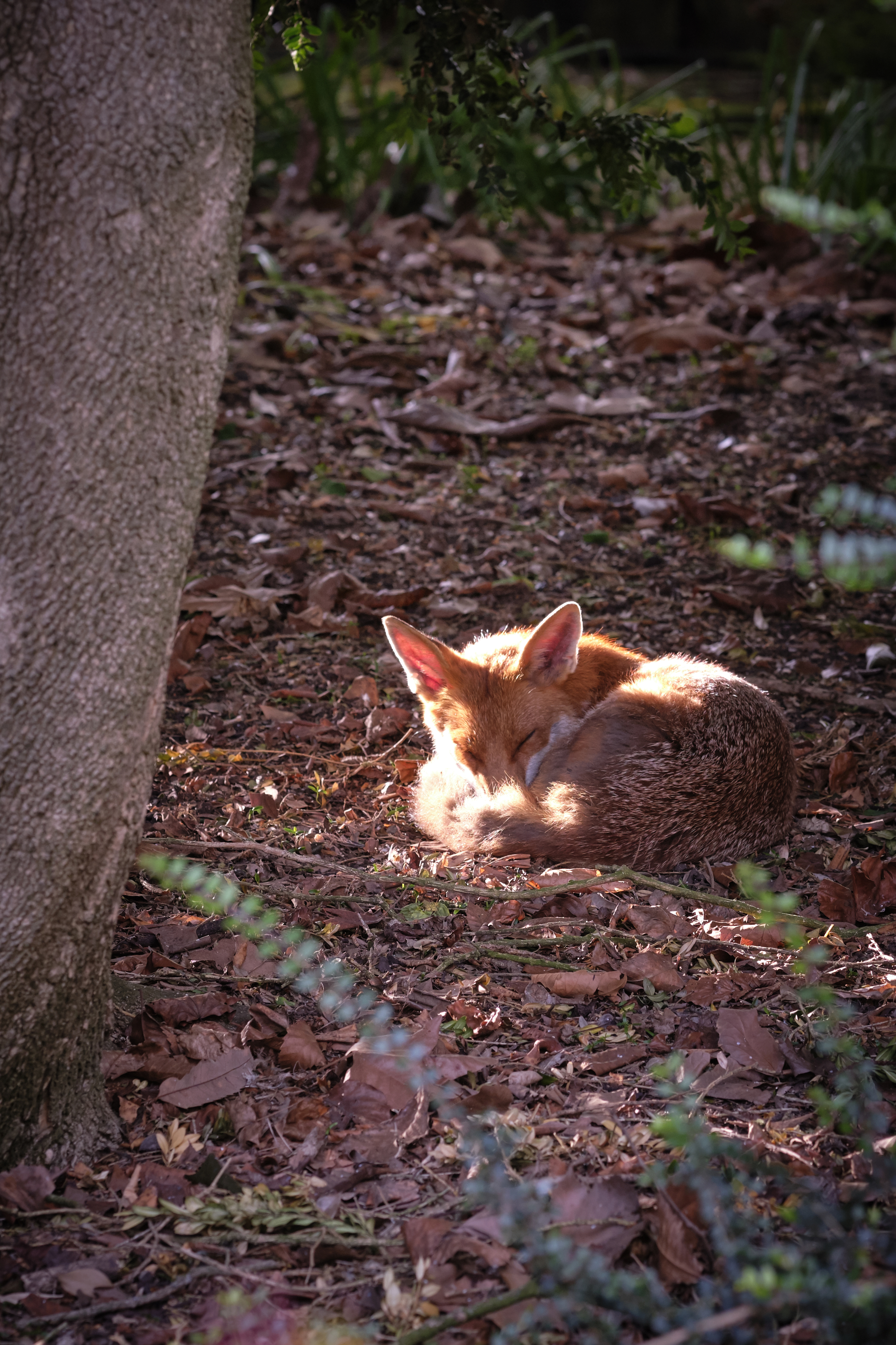 Fox curled up, sleeping