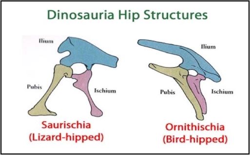 Dinosaur hip structures