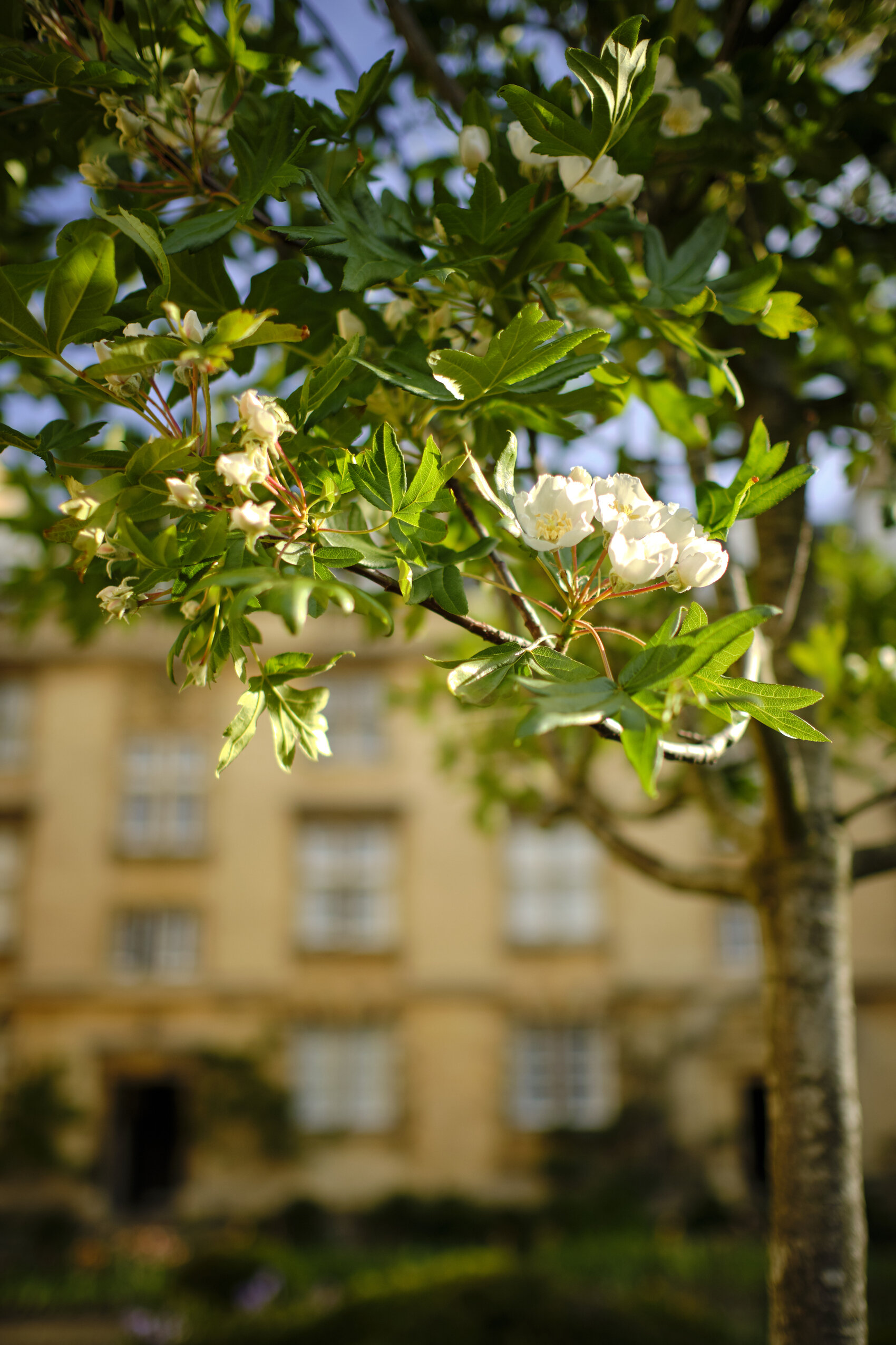 Tree in Third Court