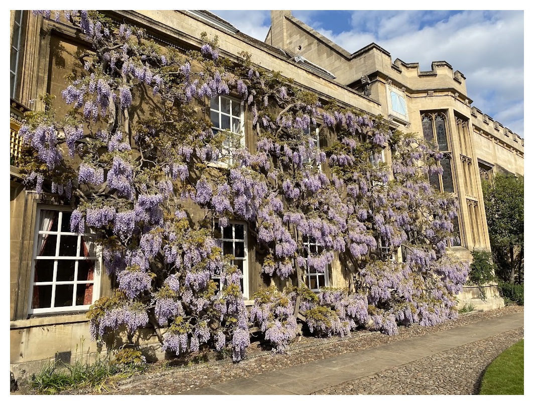 Wisteria on the front of an old building